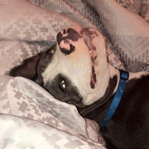 Meet your Posher, Diane philips